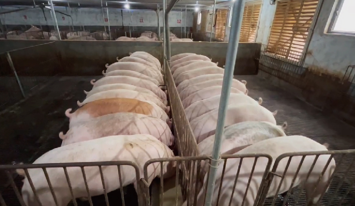 未标题-1_画板 1 副本 4.jpg 未标题-1_画板 1 副本 4.jpg